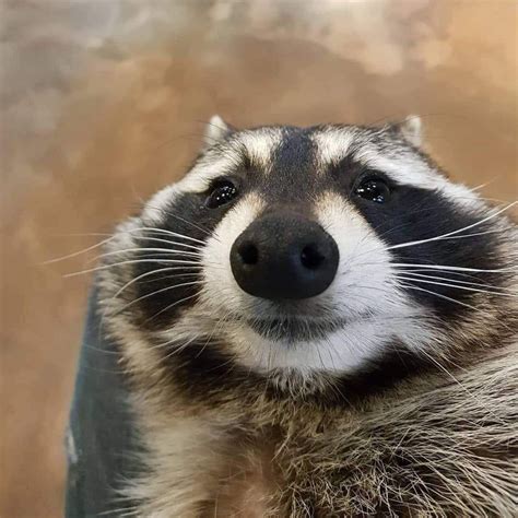 raccon gif|raccoon funny pictures.